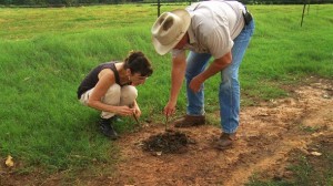 digging-for-dung-beetles-590x331