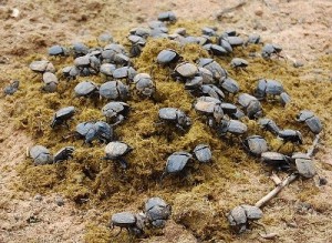 dung-beetles