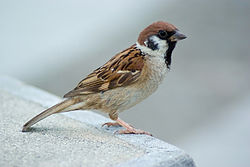 house sparrows