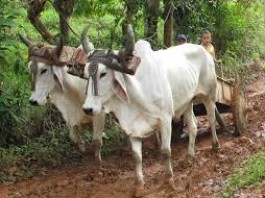 Chemical aided agriculture Vs Natural ecosystems