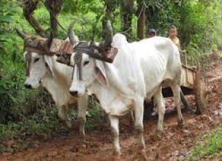 Chemical aided agriculture Vs Natural ecosystems