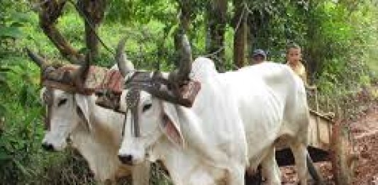 Chemical aided agriculture Vs Natural ecosystems