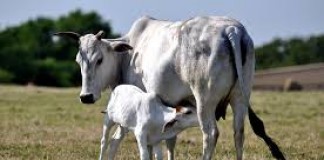 Are we so far removed from Vedic culture? cow