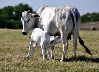 Are we so far removed from Vedic culture? cow