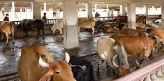 Cow protection – Are we missing the point?