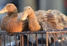 Death of 15,000 Ducks of Avian Influenza puts Kerala on red alert