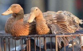 Death of 15,000 Ducks of Avian Influenza puts Kerala on red alert