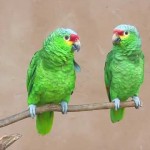 Hear amazing parrots say “Hari bol”, “Hare Krishna”