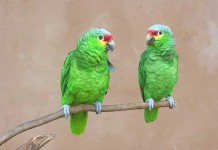 Hear amazing parrots say “Hari bol”, “Hare Krishna”