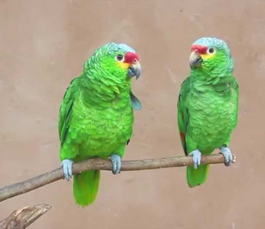 Hear amazing parrots say “Hari bol”, “Hare Krishna”