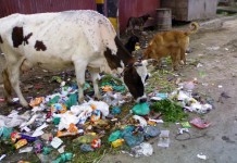 Ban plastic bags. Be sympathetic to animals: Supreme Court