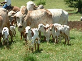 Not only Milk, Cows Give Water