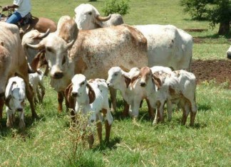 Not only Milk, Cows Give Water