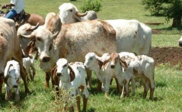 Not only Milk, Cows Give Water