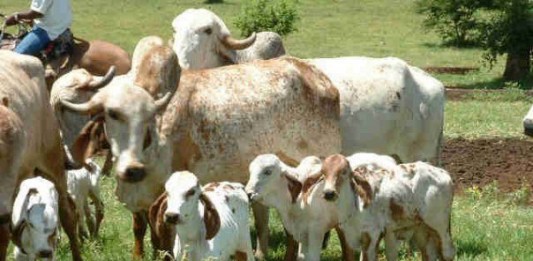 Not only Milk, Cows Give Water