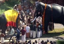 Why This Kerala Elephant’s Death Anniversary is Celebrated