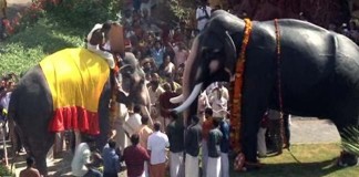Why This Kerala Elephant’s Death Anniversary is Celebrated