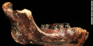 Surprisingly long, 50 ft, dragon-like skeleton unearthed in China