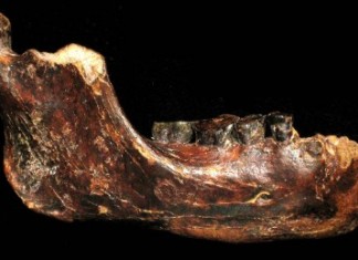 Surprisingly long, 50 ft, dragon-like skeleton unearthed in China