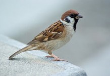 A tiny tribute to my childhood friends – The house sparrows