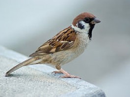 A tiny tribute to my childhood friends – The house sparrows