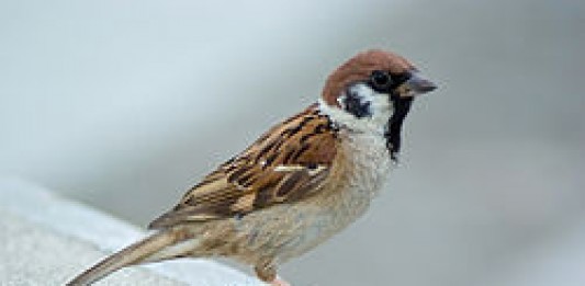 A tiny tribute to my childhood friends – The house sparrows