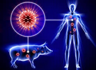 Swine Flu – Ayurvedic viewpoint and cure