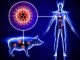 Swine Flu – Ayurvedic viewpoint and cure