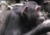 Clay as mineral supplement – Even Chimpanzees know it!