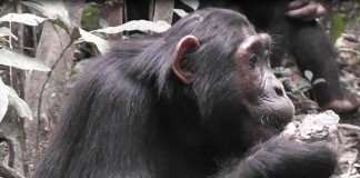 Clay as mineral supplement – Even Chimpanzees know it!
