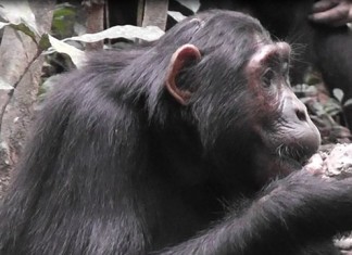 Clay as mineral supplement – Even Chimpanzees know it!