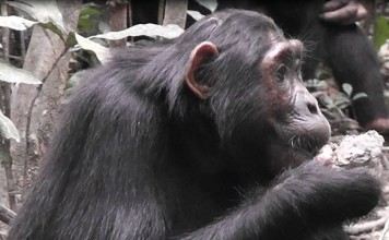 Clay as mineral supplement – Even Chimpanzees know it!
