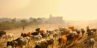 Cow protection is not all about religious sentiments – It’s equally scientific