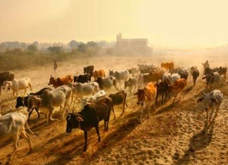 Cow protection is not all about religious sentiments – It’s equally scientific