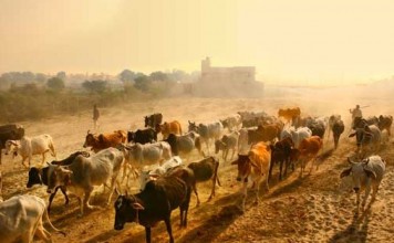 Cow protection is not all about religious sentiments – It’s equally scientific