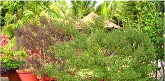 Scientists astonished by Tulasi plant’s medicinal properties