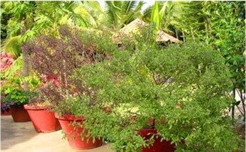 Scientists astonished by Tulasi plant’s medicinal properties