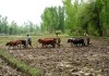 Cows are vital for Sustainable Agriculture