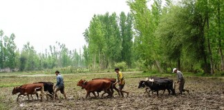 Cows are vital for Sustainable Agriculture