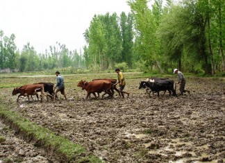 Cows are vital for Sustainable Agriculture