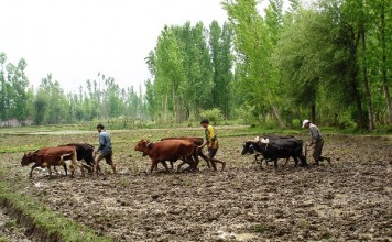 Cows are vital for Sustainable Agriculture