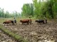 Cows are vital for Sustainable Agriculture