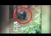Whose fault? Gorilla shot dead to save a child who fell into the Exhibit