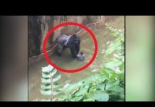 Whose fault? Gorilla shot dead to save a child who fell into the Exhibit