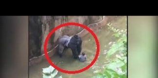 Whose fault? Gorilla shot dead to save a child who fell into the Exhibit