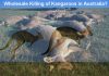 Who allowed wholesale killing of Australia’s iconic animals, Kangaroos?