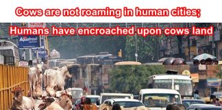 Reasons why Cows are entitled to roam on Indian roads