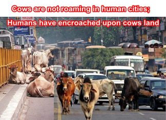 Reasons why Cows are entitled to roam on Indian roads