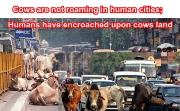 Reasons why Cows are entitled to roam on Indian roads