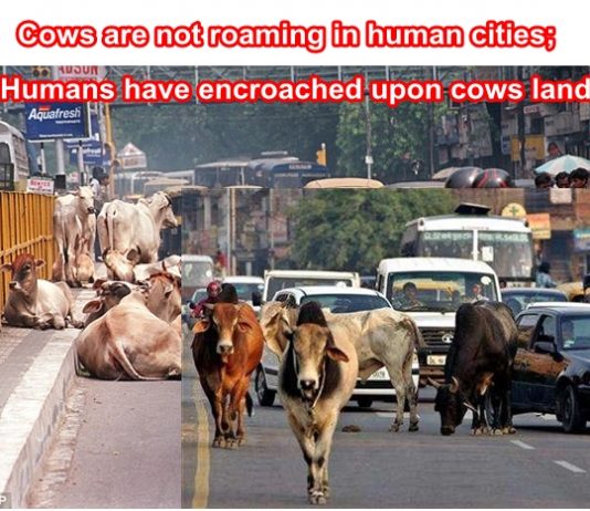 Reasons why Cows are entitled to roam on Indian roads